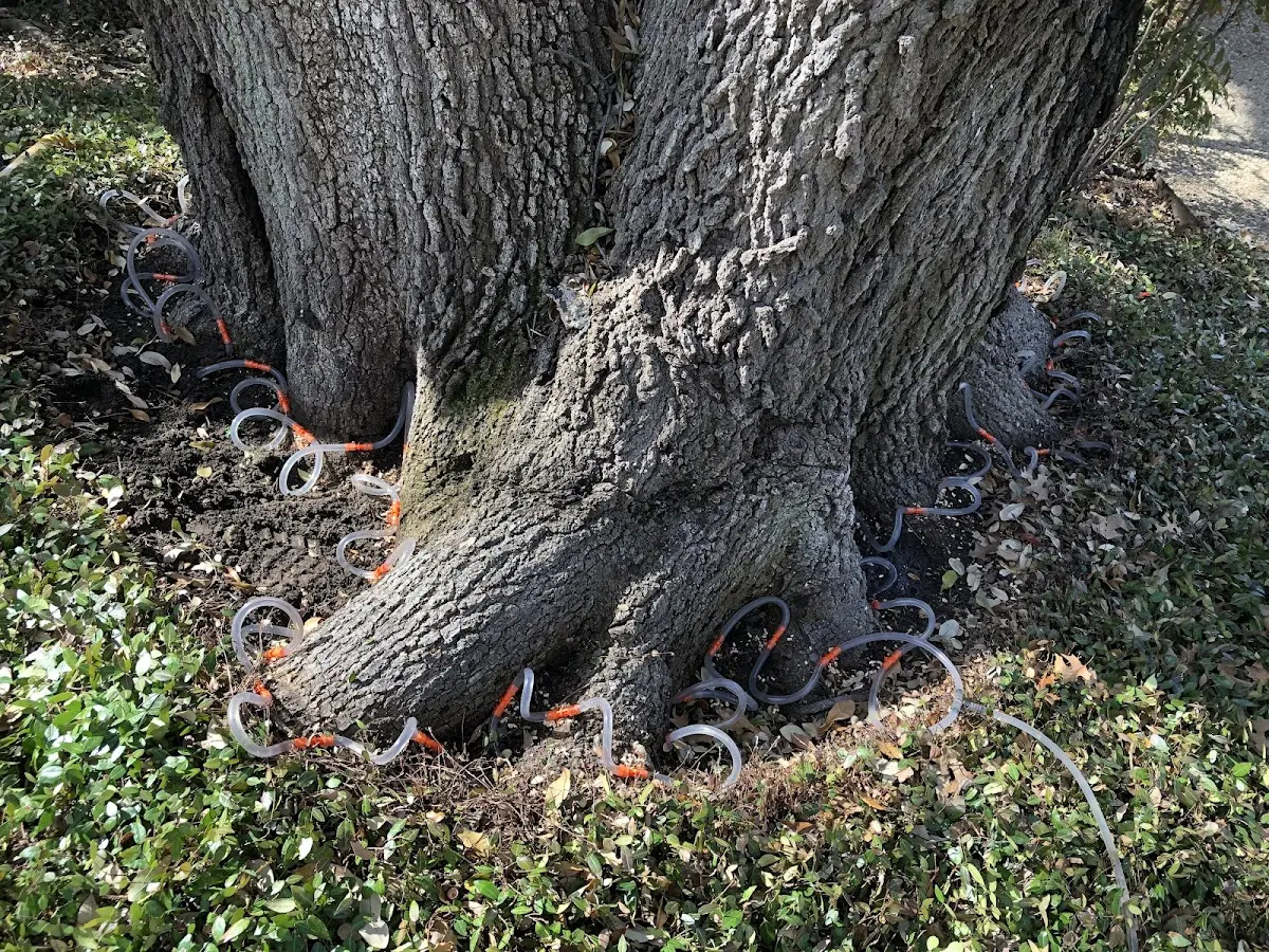 Detailed Tree Cabling and Bracing job site in Holly Hill