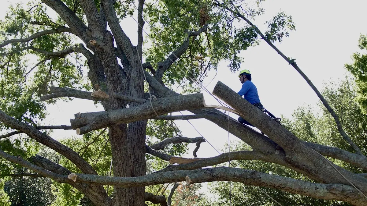 Professional Crown Thinning performed by certified arborists in Holly Hill